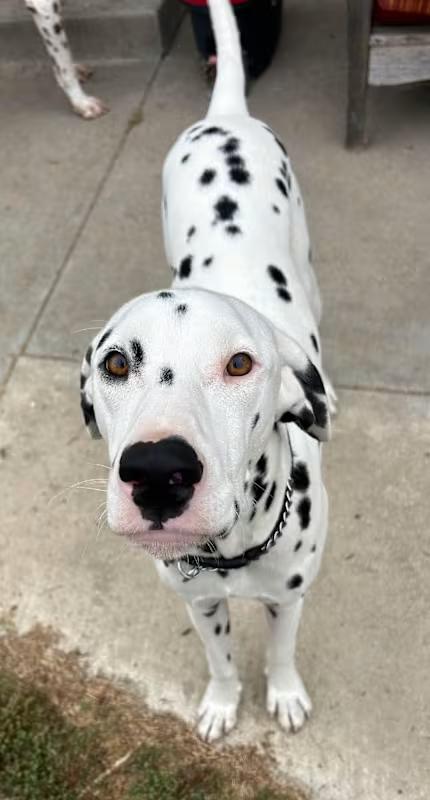 Enlarge Casper, a ADOPTABLE Dalmatian in San Diego, CA image 1/1