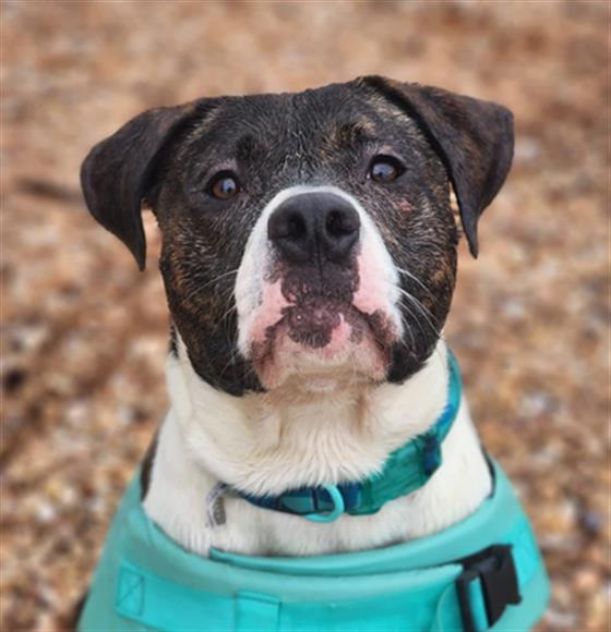 JACK, Adoptable, Young Male Mixed Breed.