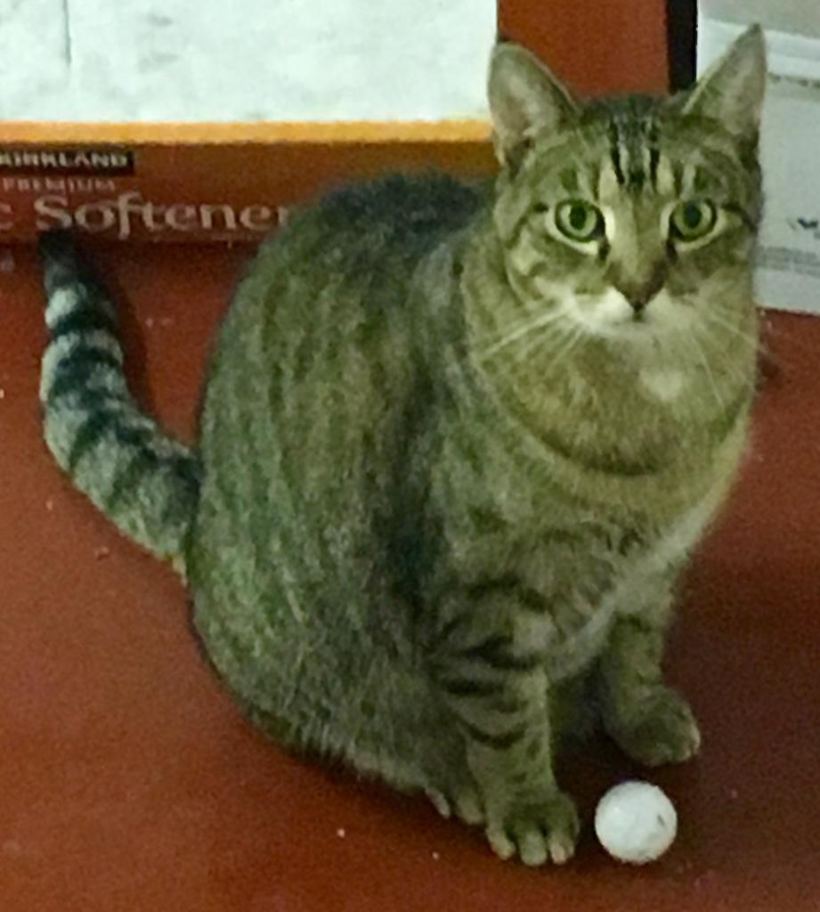 Ellsworth, a Adoptable Tabby in Kansas City, MO image 1/3