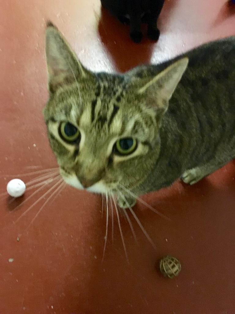 Ellsworth, a Adoptable Tabby in Kansas City, MO image 2/3