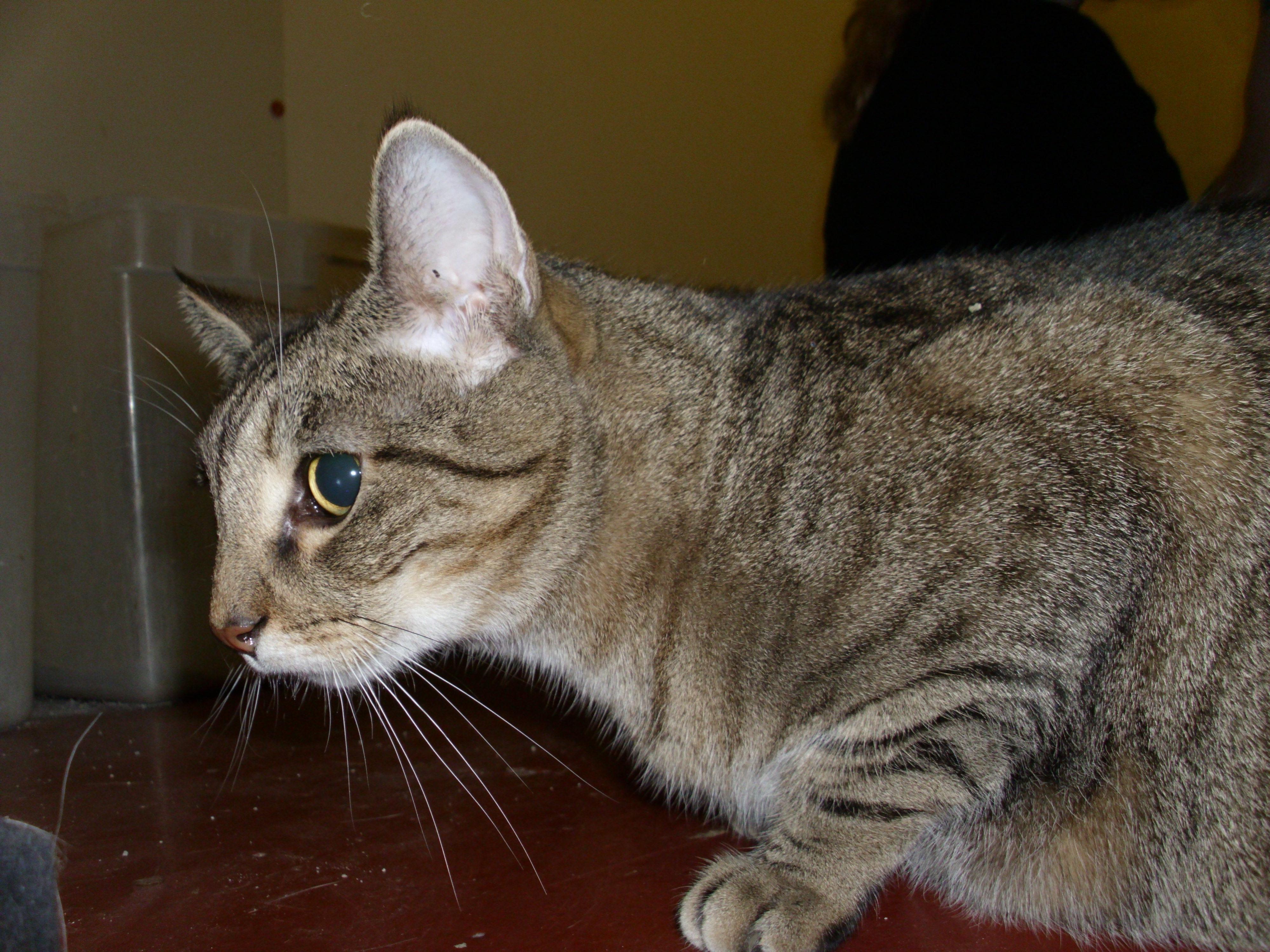 Ellsworth, a Adoptable Tabby in Kansas City, MO image 3/3