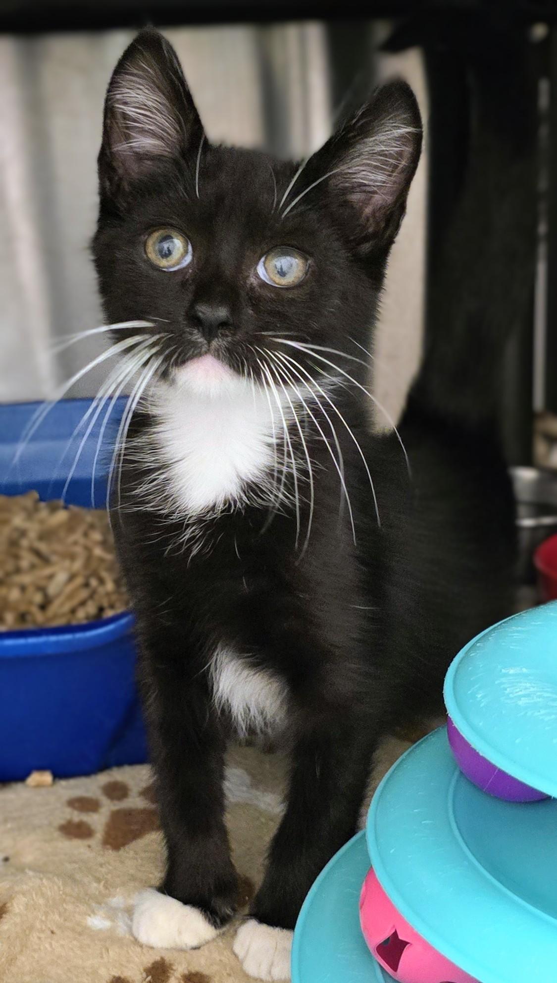 Enlarge 6-394 Baxter, a Adopted mixed breed in Amityville, NY image 2/2