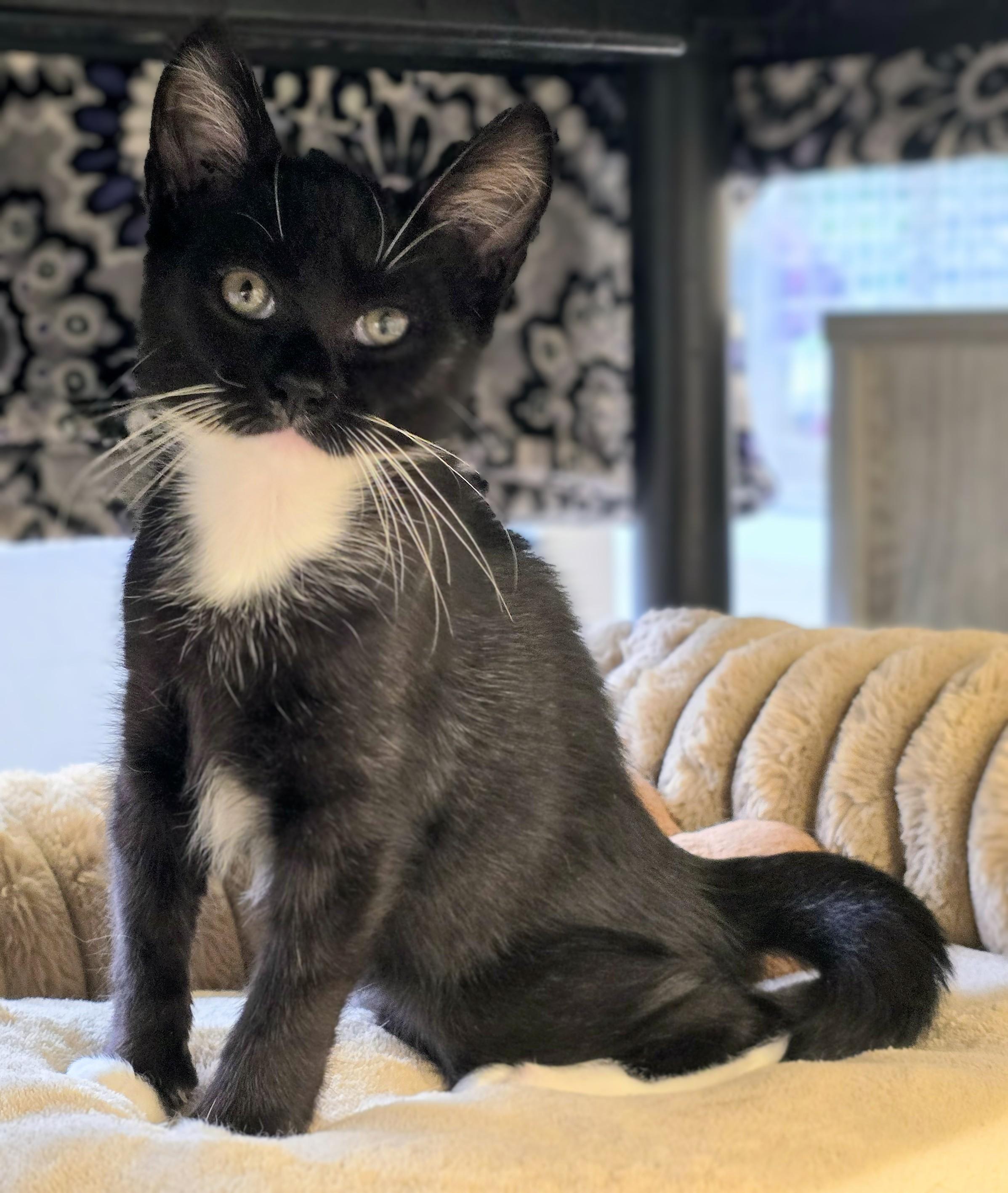 Enlarge 6-394 Baxter, a Adopted mixed breed in Amityville, NY image 1/2