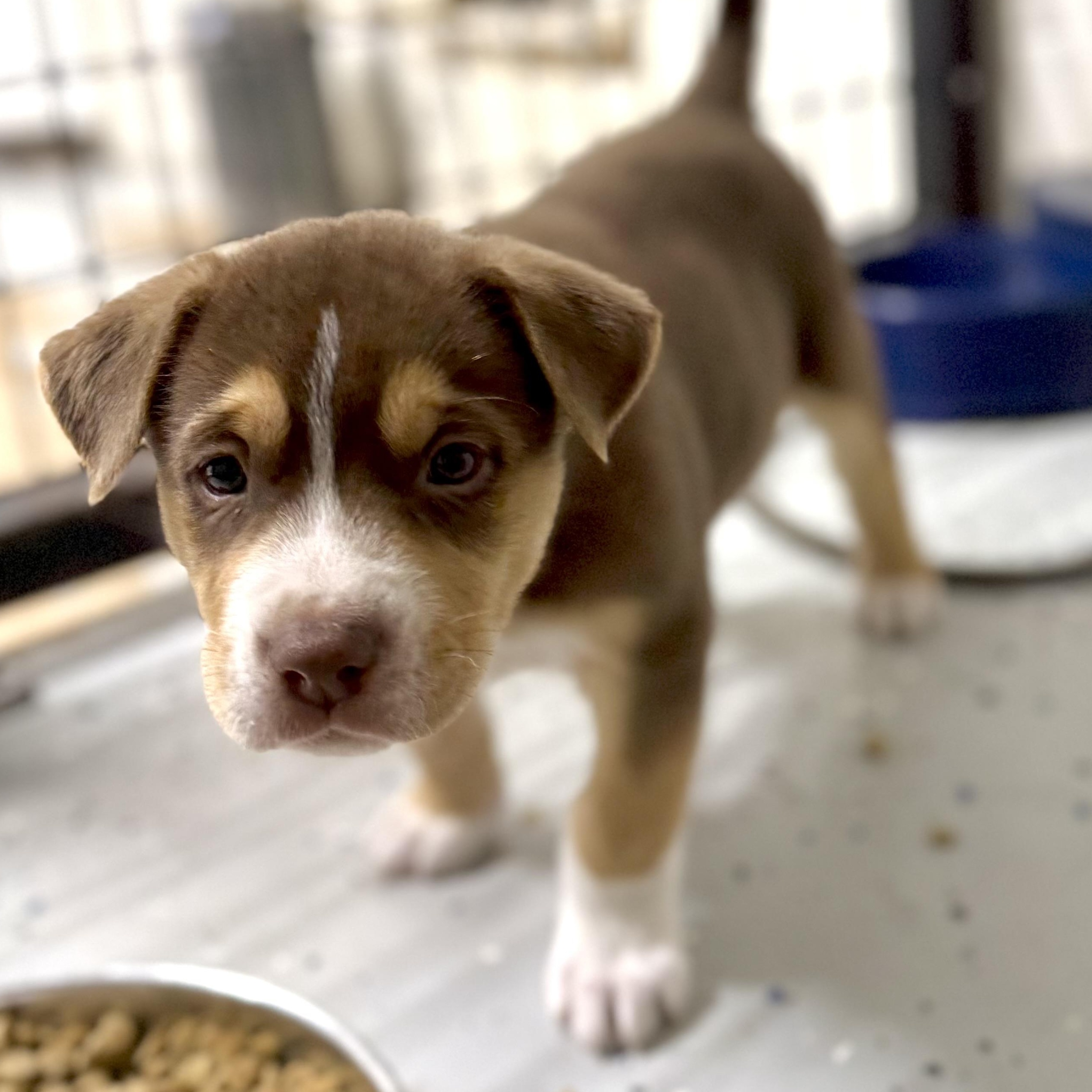 Loki — thumbnail 2