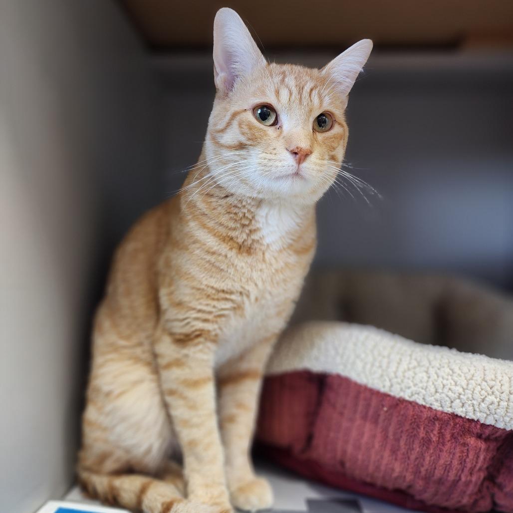 Cornflake, a Adoptable Domestic Short Hair in Dixon, IL image 1/3