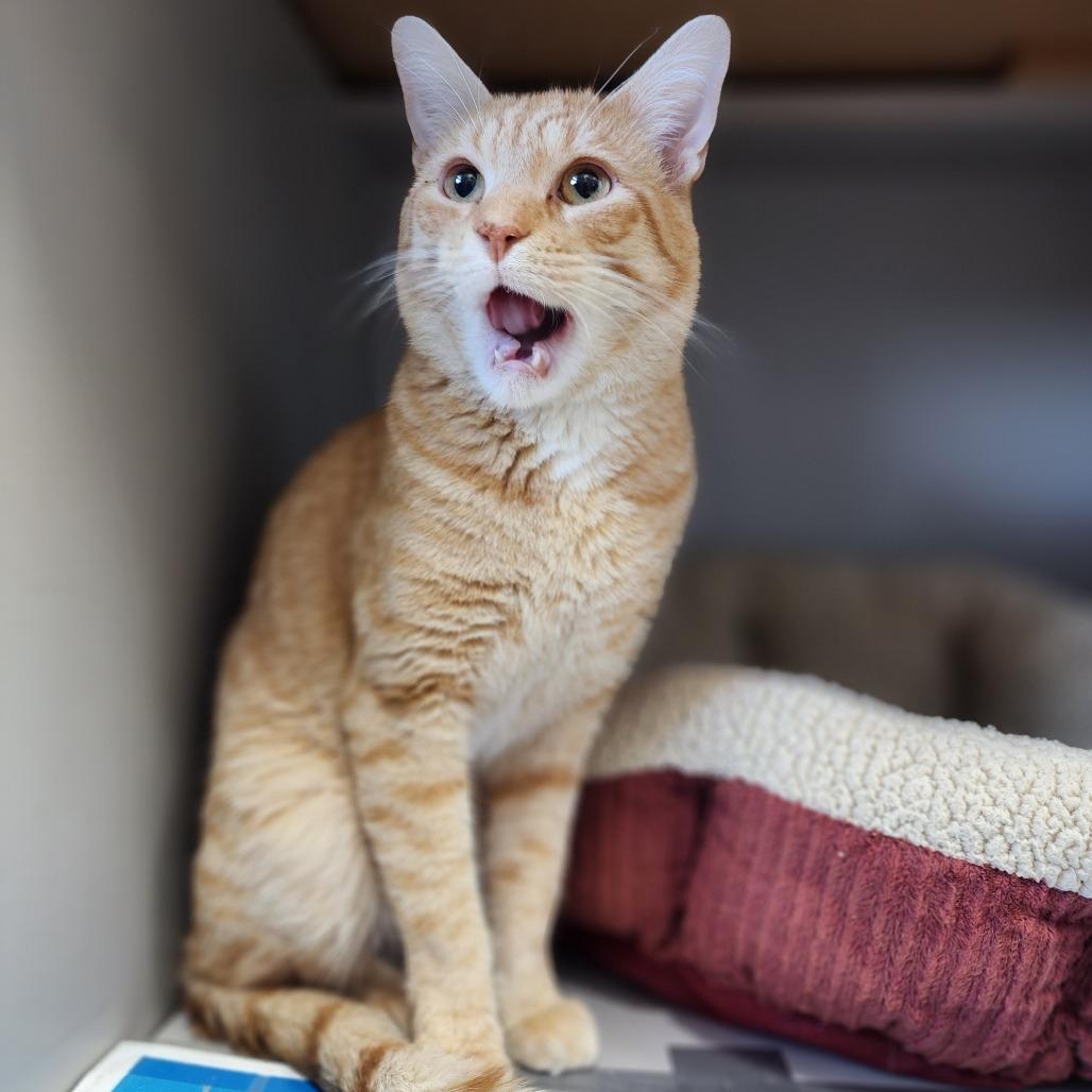 Cornflake, a Adoptable Domestic Short Hair in Dixon, IL image 2/3