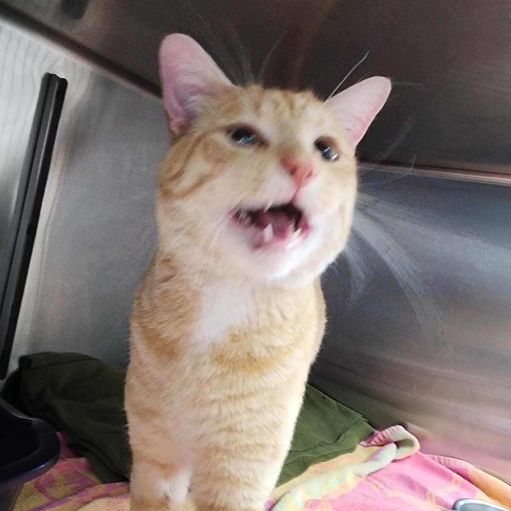 Cornflake, a Adoptable Domestic Short Hair in Dixon, IL image 3/3