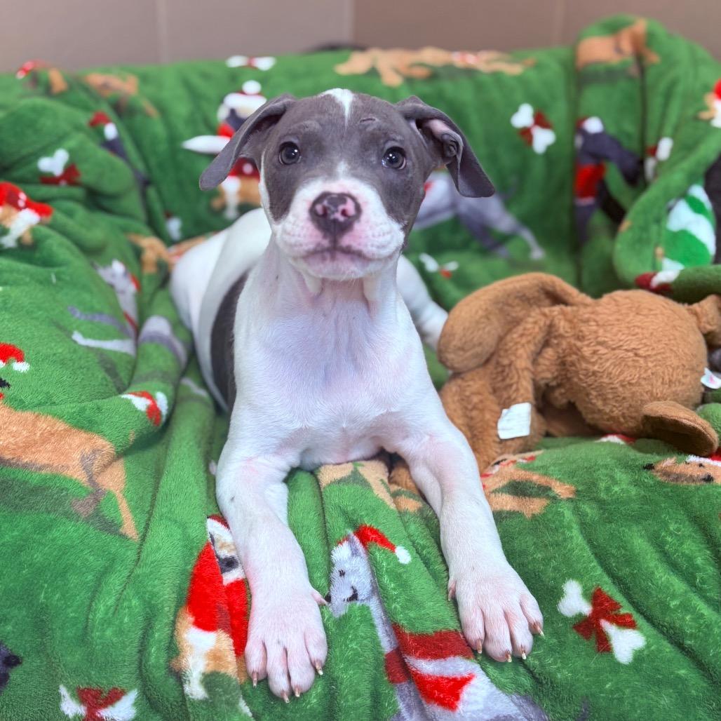 Schroeder, an adoptable Mixed Breed in Fenton, MI image 1/3