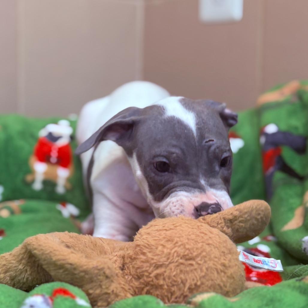 Schroeder, an adoptable Mixed Breed in Fenton, MI image 2/3