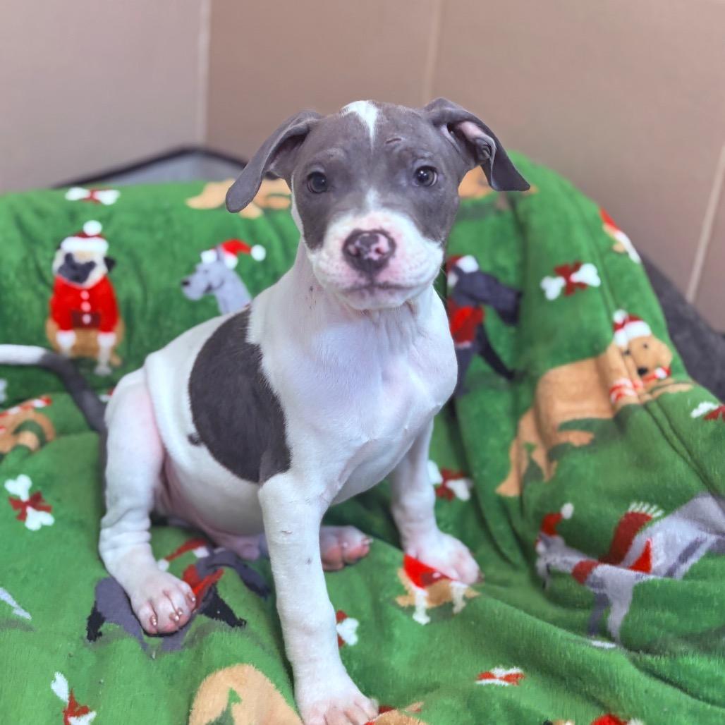 Schroeder, an adoptable Mixed Breed in Fenton, MI image 3/3