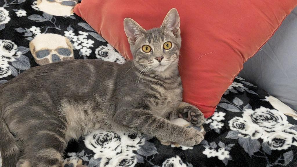 Lyle, Adoptable, Kitten Male Domestic Short Hair.