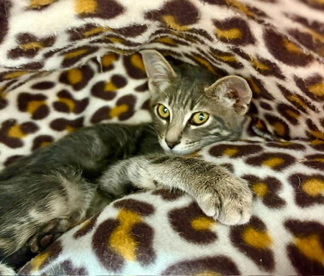 Enlarge Lyle, a Adoptable mixed breed in Napa, CA image 2/3