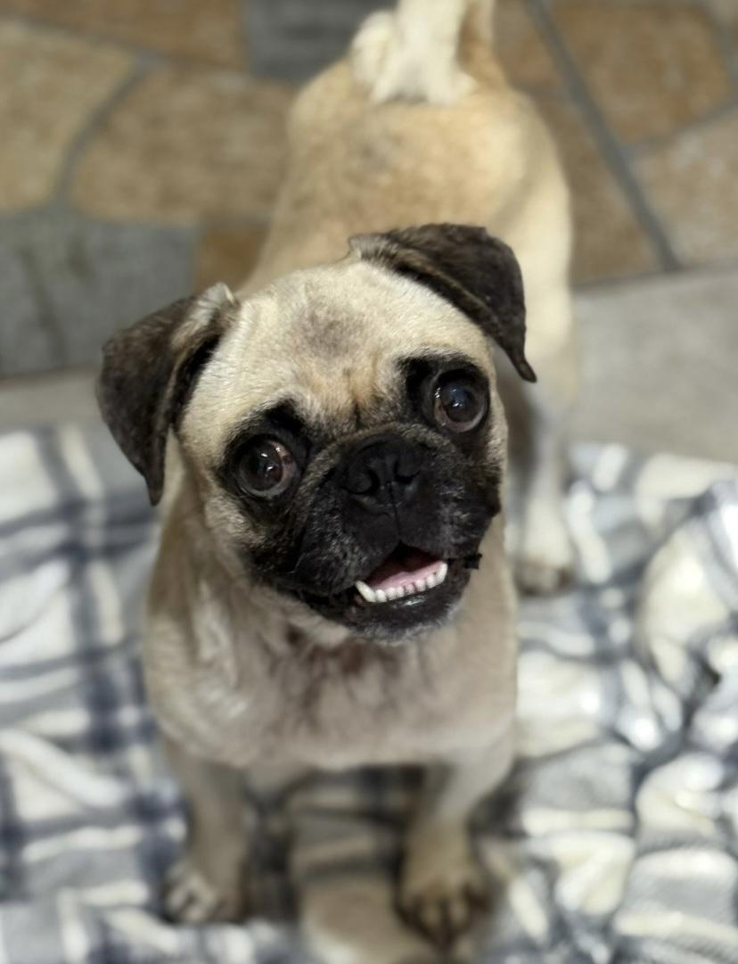 Elsa, Adult Female unknown