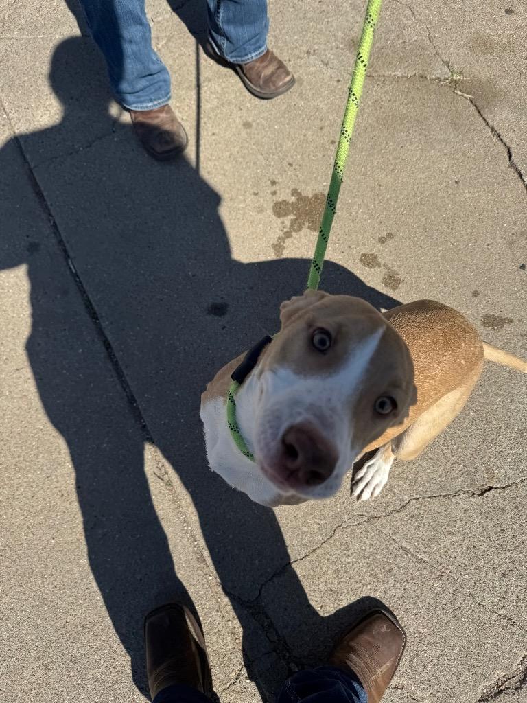 Autumn, Adoptable, Young Female Terrier.