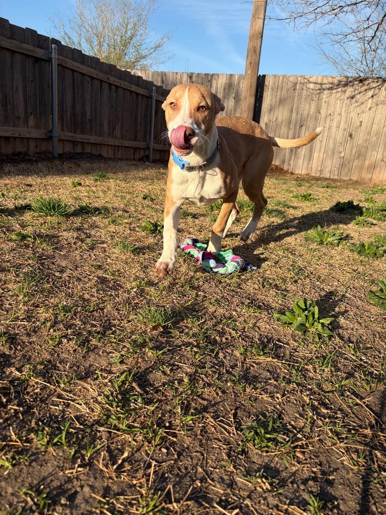 Enlarge Autumn, a Adoptable mixed breed in Great Bend, KS image 2/3