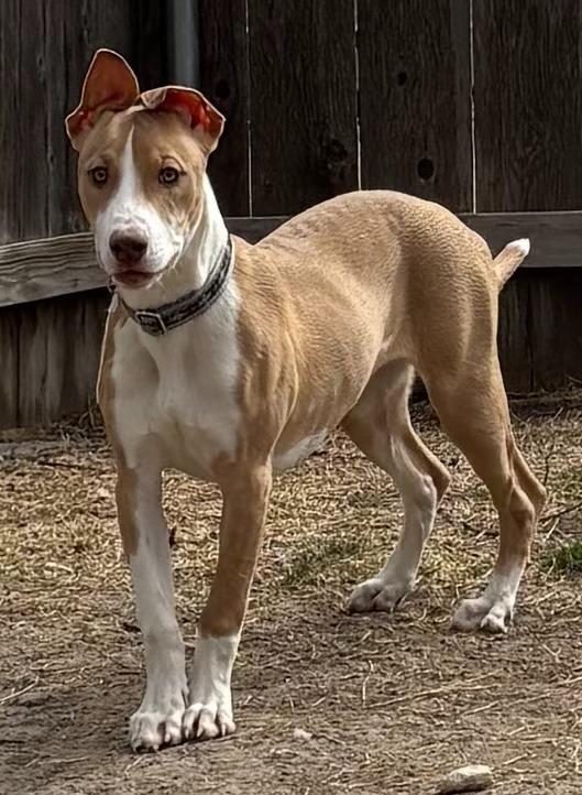 Enlarge Autumn, a Adoptable mixed breed in Great Bend, KS image 3/3