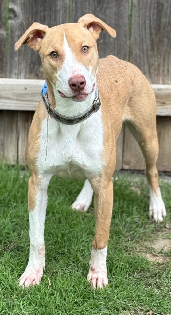 Enlarge Autumn, a Adoptable Whippet in Great Bend, KS image 4/4