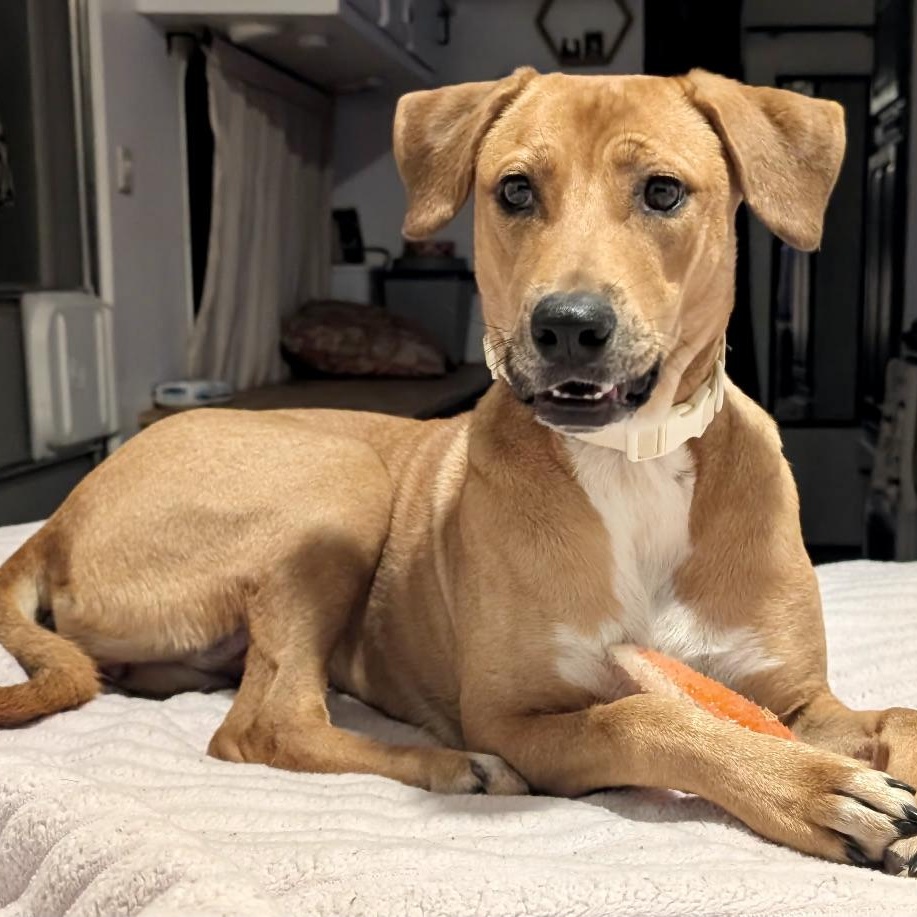 Bonnie -s, Adoptable, Young Female Labrador Retriever & Rhodesian Ridgeback.