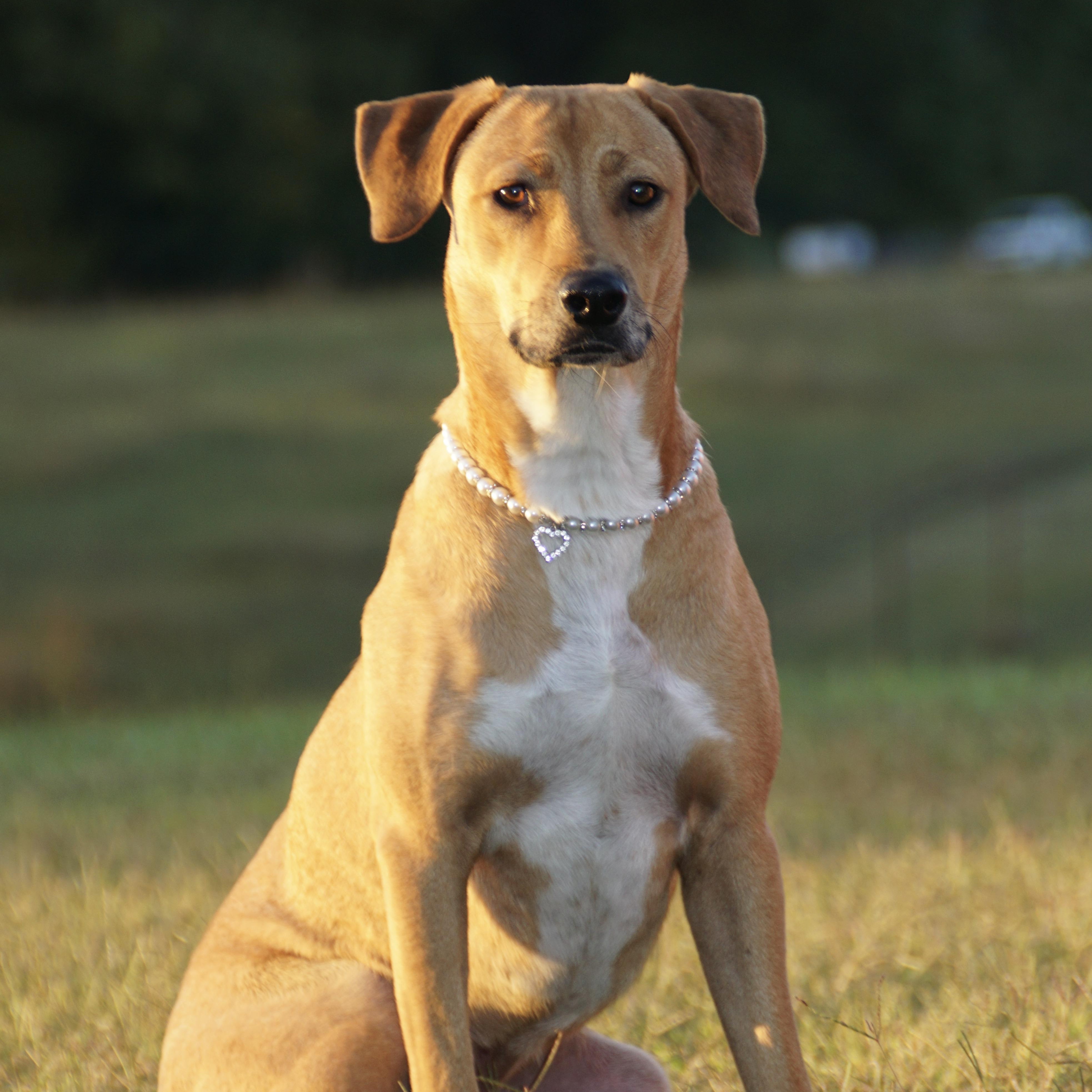 Bonnie -s, a Adoptable mixed breed in Sequatchie, TN image 5/6