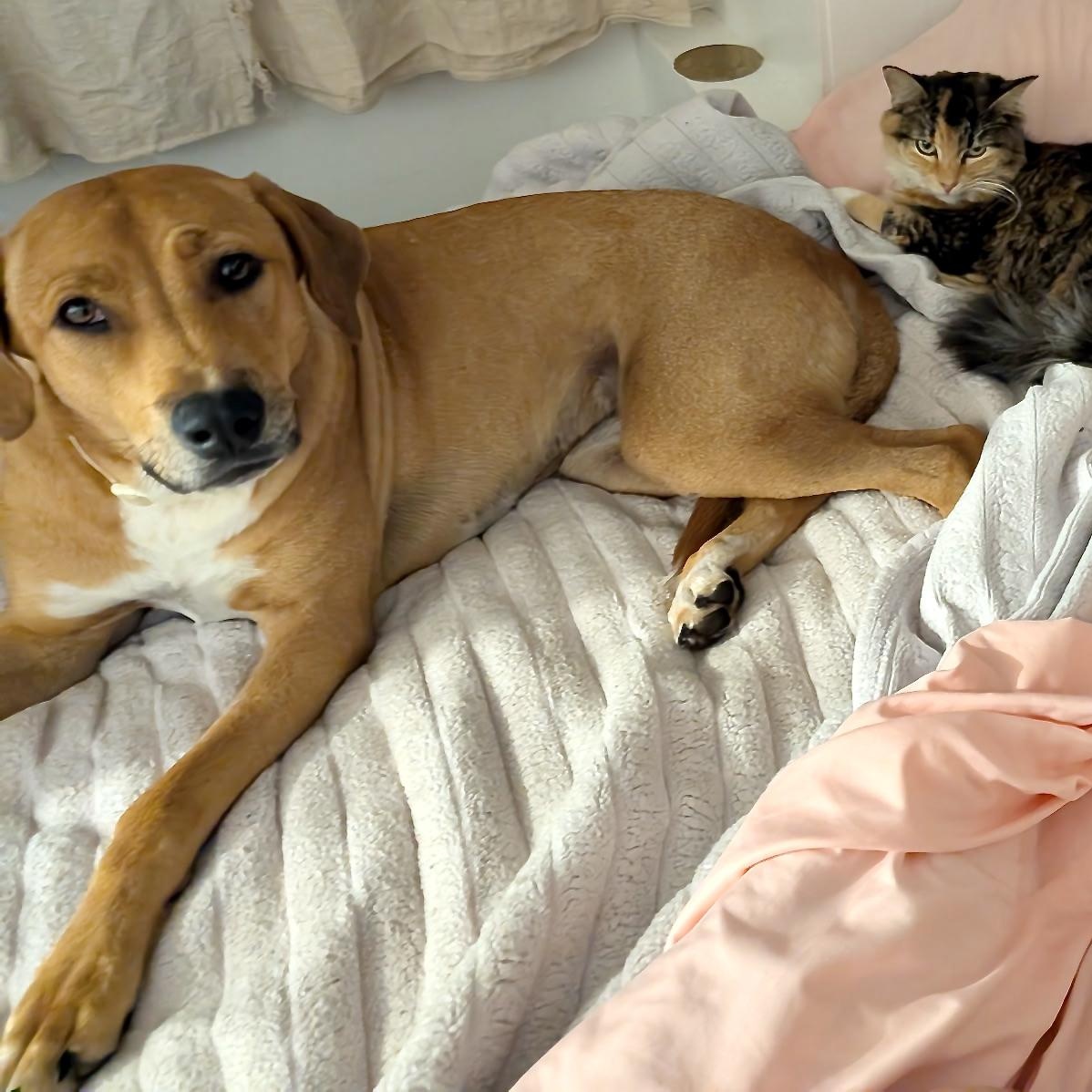 Bonnie -s, a Adoptable mixed breed in Sequatchie, TN image 4/6