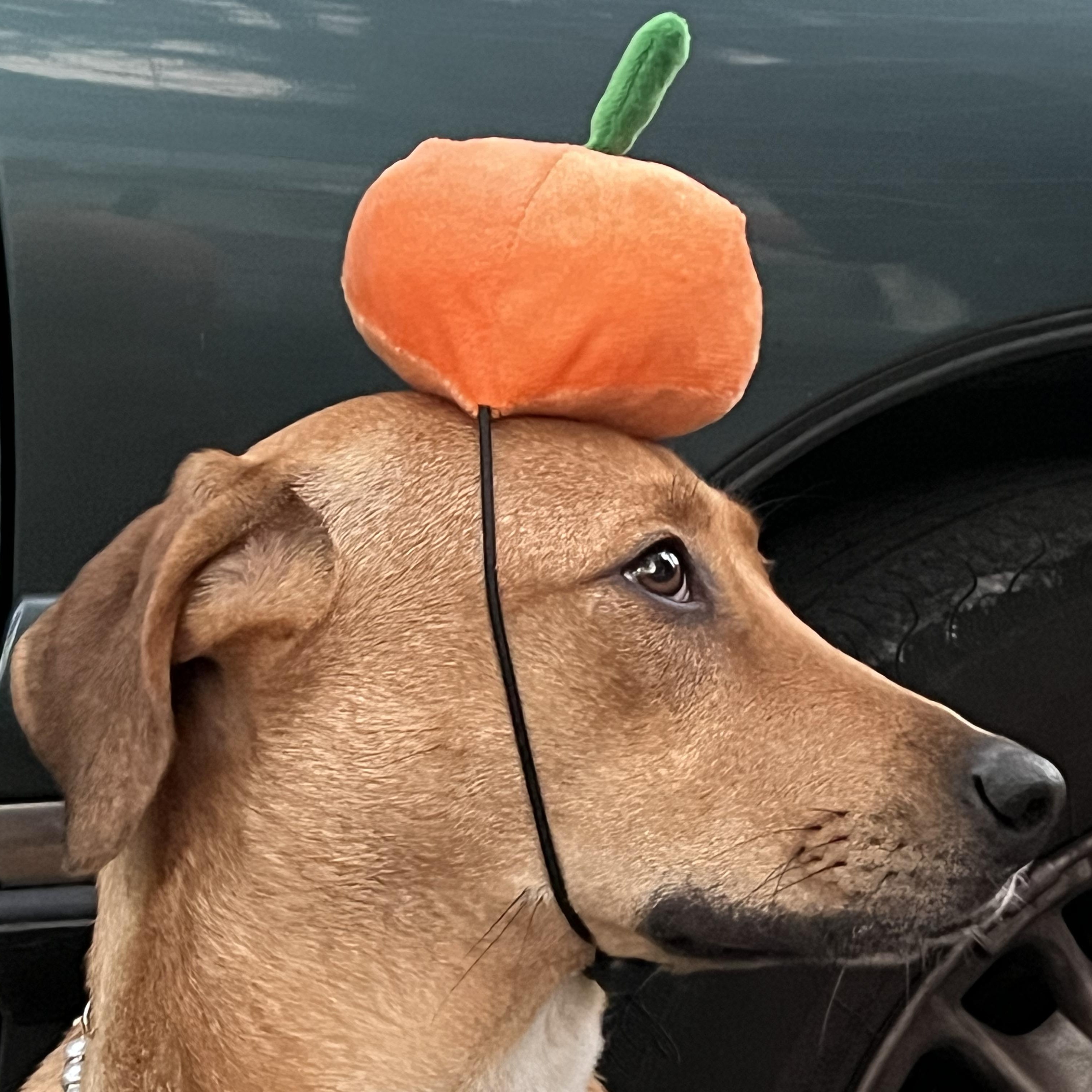 Bonnie -s, a Adoptable mixed breed in Sequatchie, TN image 6/6