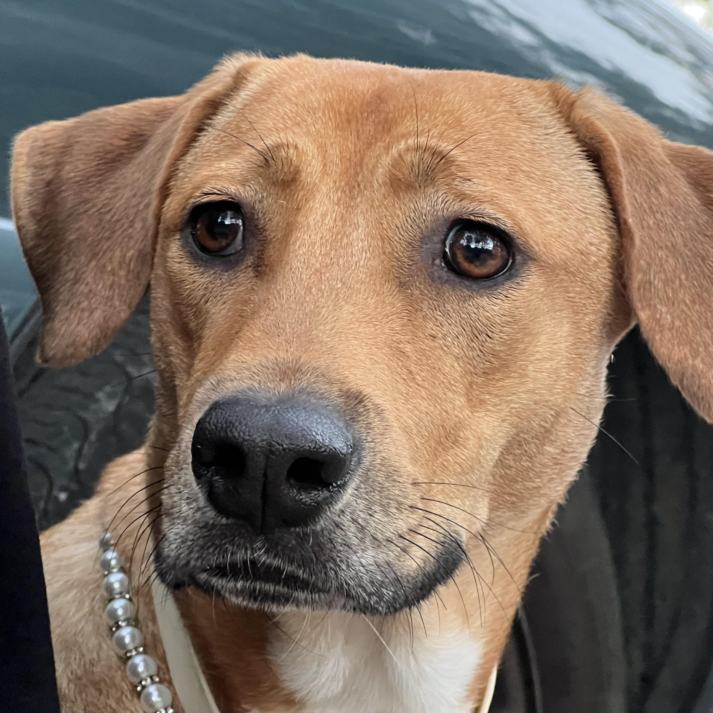 Bonnie -s, Adoptable, Young Female Labrador Retriever & Rhodesian Ridgeback.
