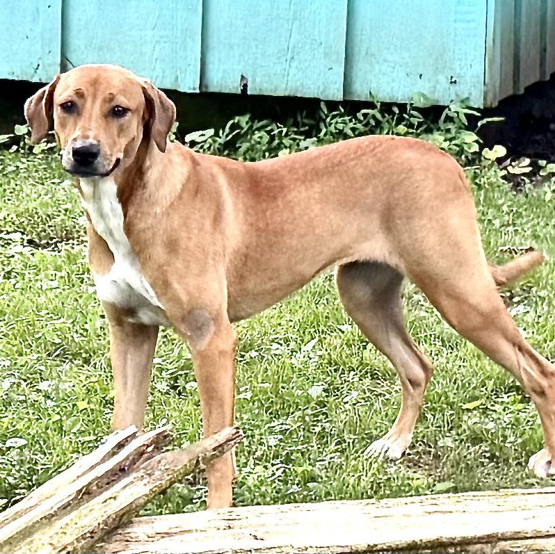 Bonnie -s, a Adoptable mixed breed in Sequatchie, TN image 3/6