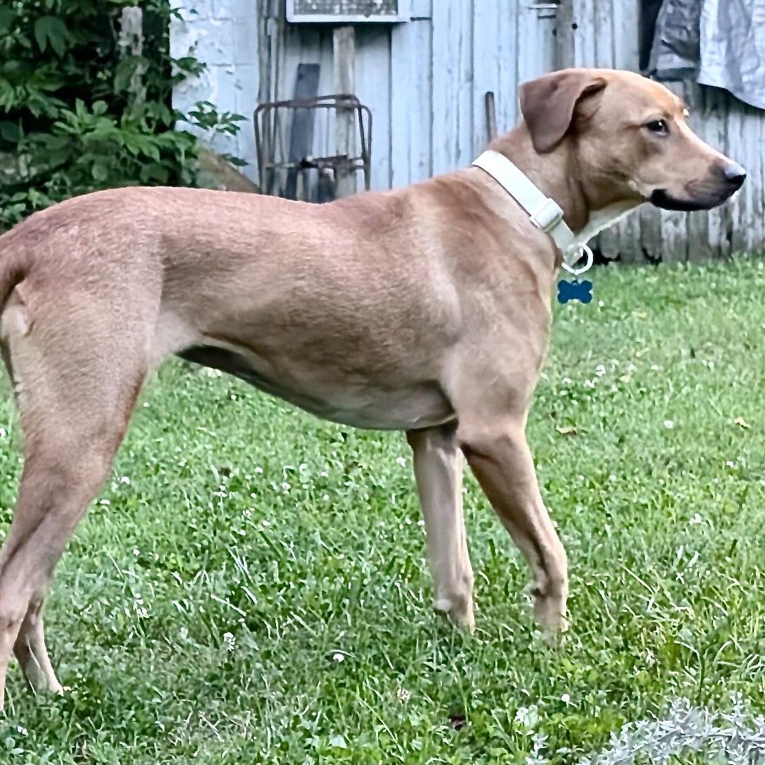 Enlarge Bonnie -s, an adoptable mixed breed in Sequatchie, TN image 6/6