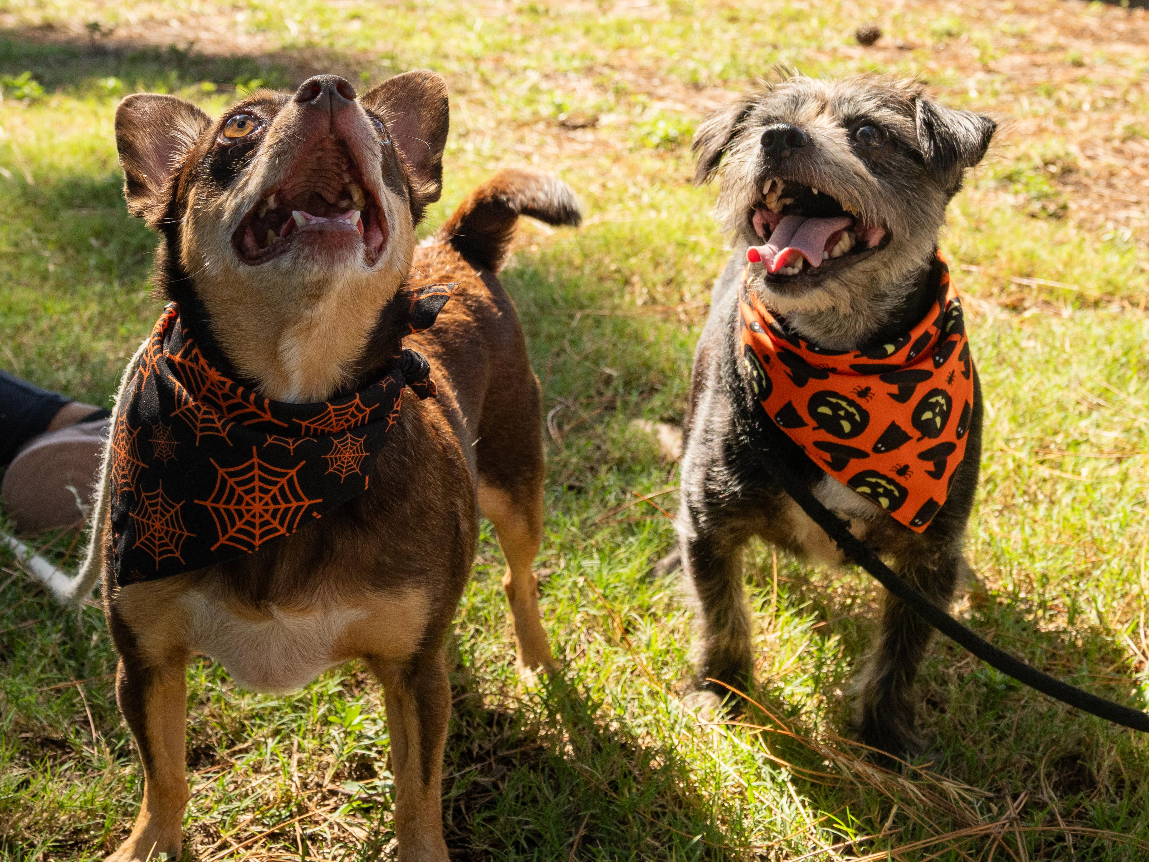 Enlarge Rocky & Cole, a Adopted Mixed Breed in Myrtle Beach, SC image 4/4