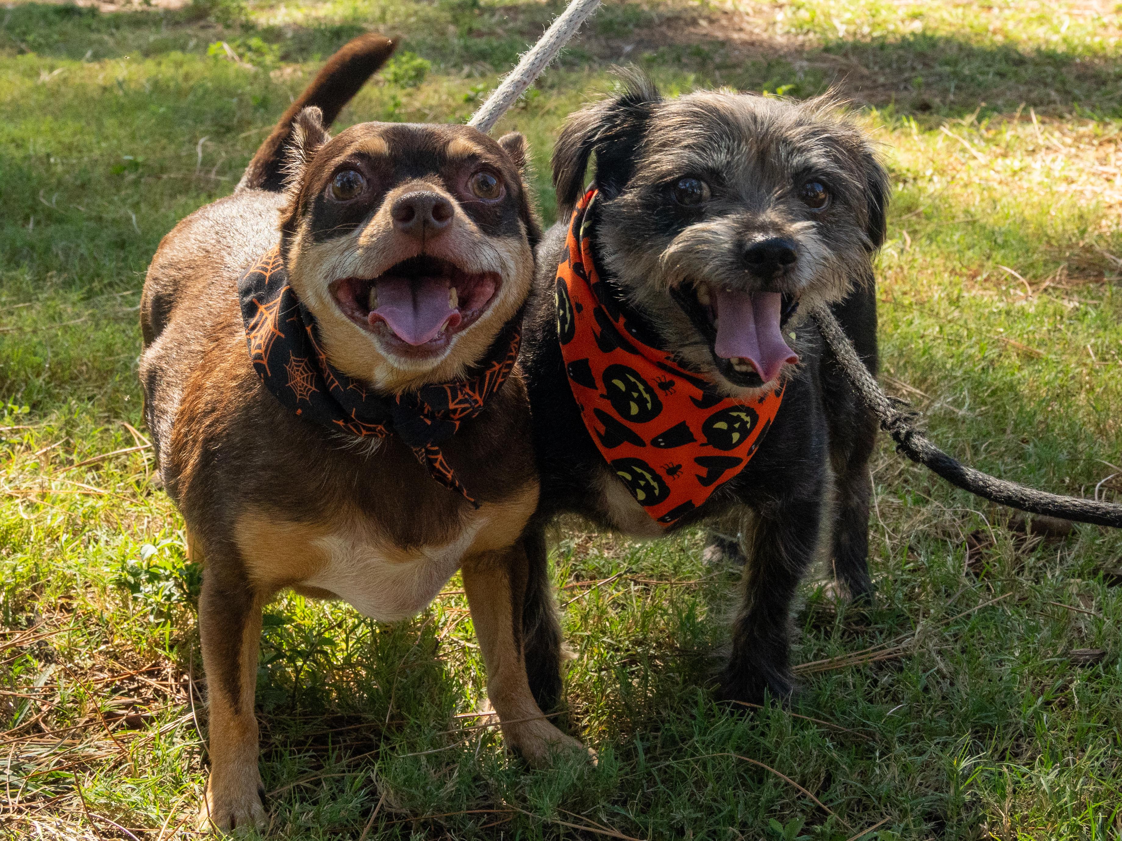 Rocky & Cole, Adopted, Adult Male Mixed Breed.