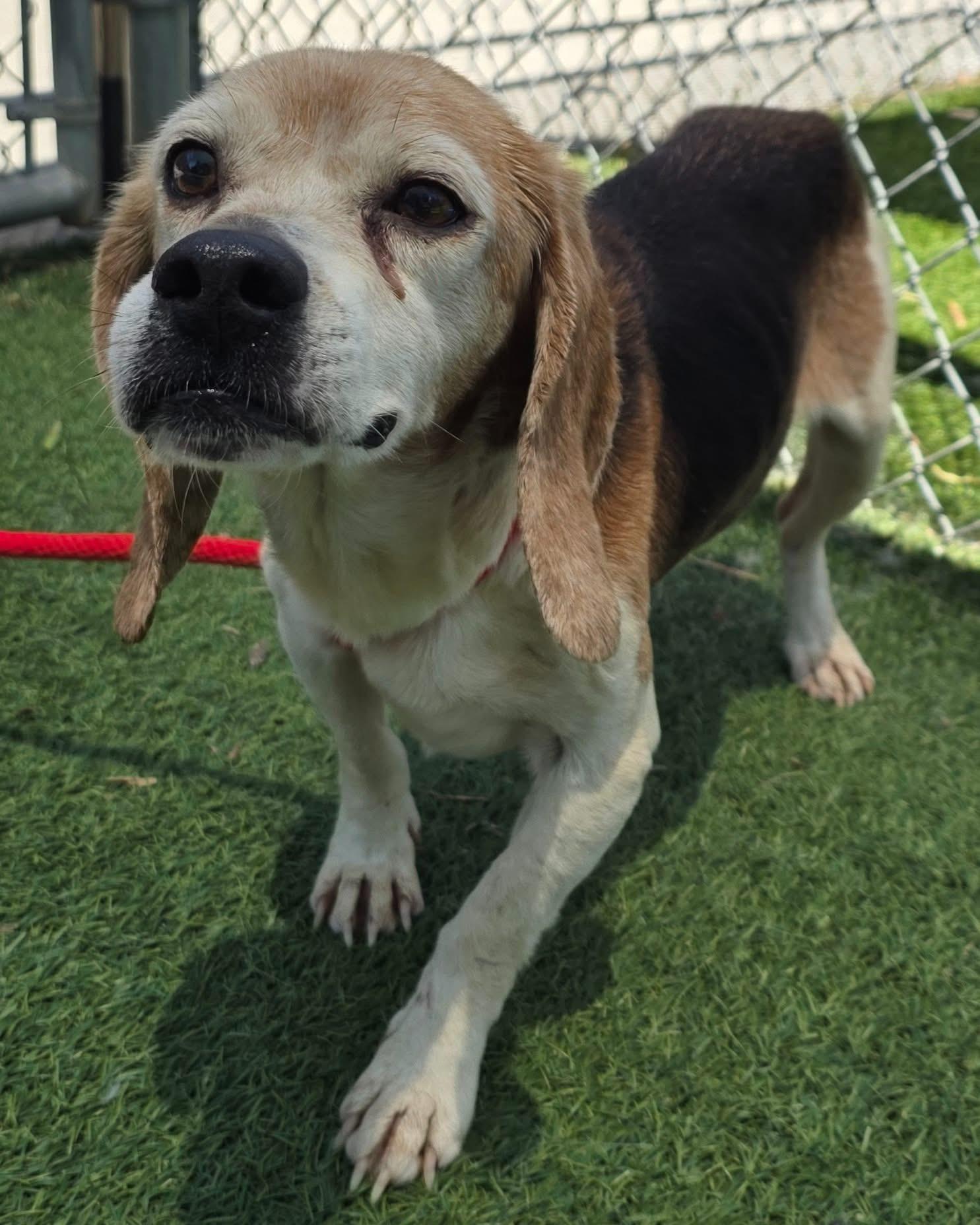 Dog for adoption Boots Beagle is looking for his hero!, a Beagle in
