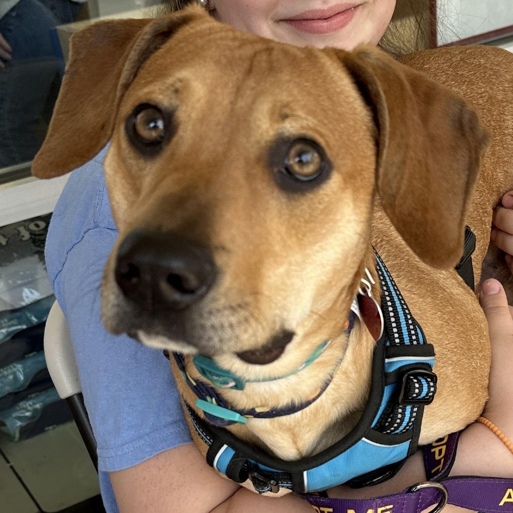 Enlarge Driftwood 26-0017, a Adoptable Mixed Breed in Yanceyville, NC image 1/4