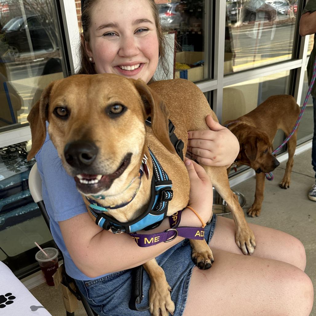 Enlarge Driftwood 26-0017, a Adoptable Mixed Breed in Yanceyville, NC image 2/4