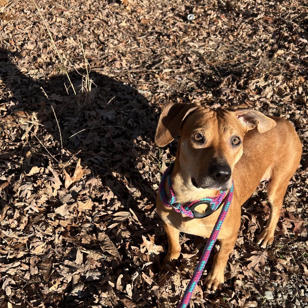 Enlarge Driftwood 26-0017, a Adoptable Mixed Breed in Yanceyville, NC image 1/3