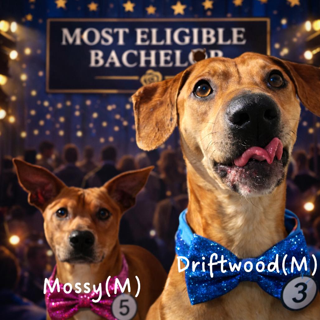 Enlarge Driftwood 26-0017, a Adoptable Mixed Breed in Yanceyville, NC image 2/3