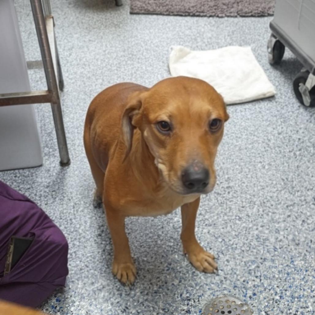 Enlarge Driftwood 26-0017, a Adoptable Mixed Breed in Yanceyville, NC image 1/1