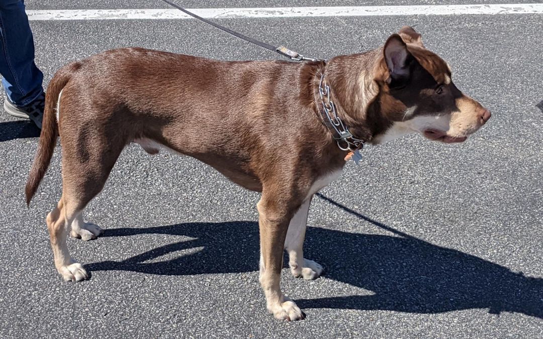 Chewy, Adoptable, Adult Male Husky.