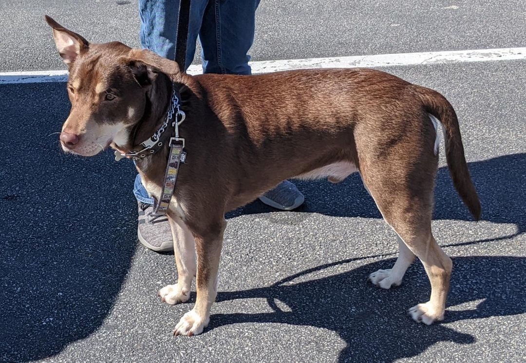 Chewy, a Adoptable mixed breed in Drexel Hill, PA image 2/3