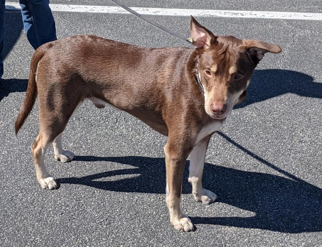 Chewy, a Adoptable mixed breed in Drexel Hill, PA image 3/3