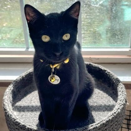 Enlarge Benny, an adopted Domestic Short Hair in Yukon, OK image 1/2