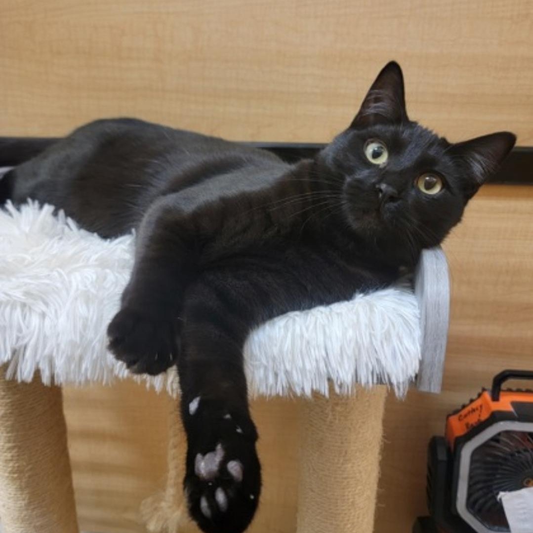 Enlarge Benny, an adopted Domestic Short Hair in Yukon, OK image 2/2