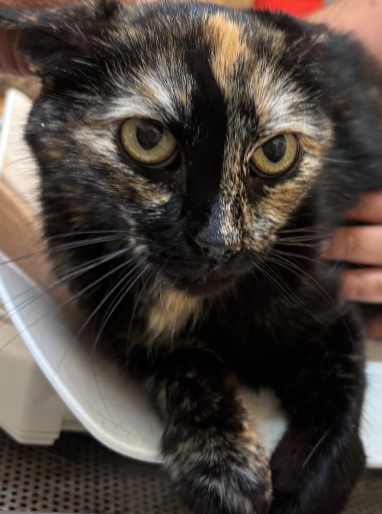 Enlarge MALLORY, a Adoptable Manx in Elizabethton, TN image 1/1