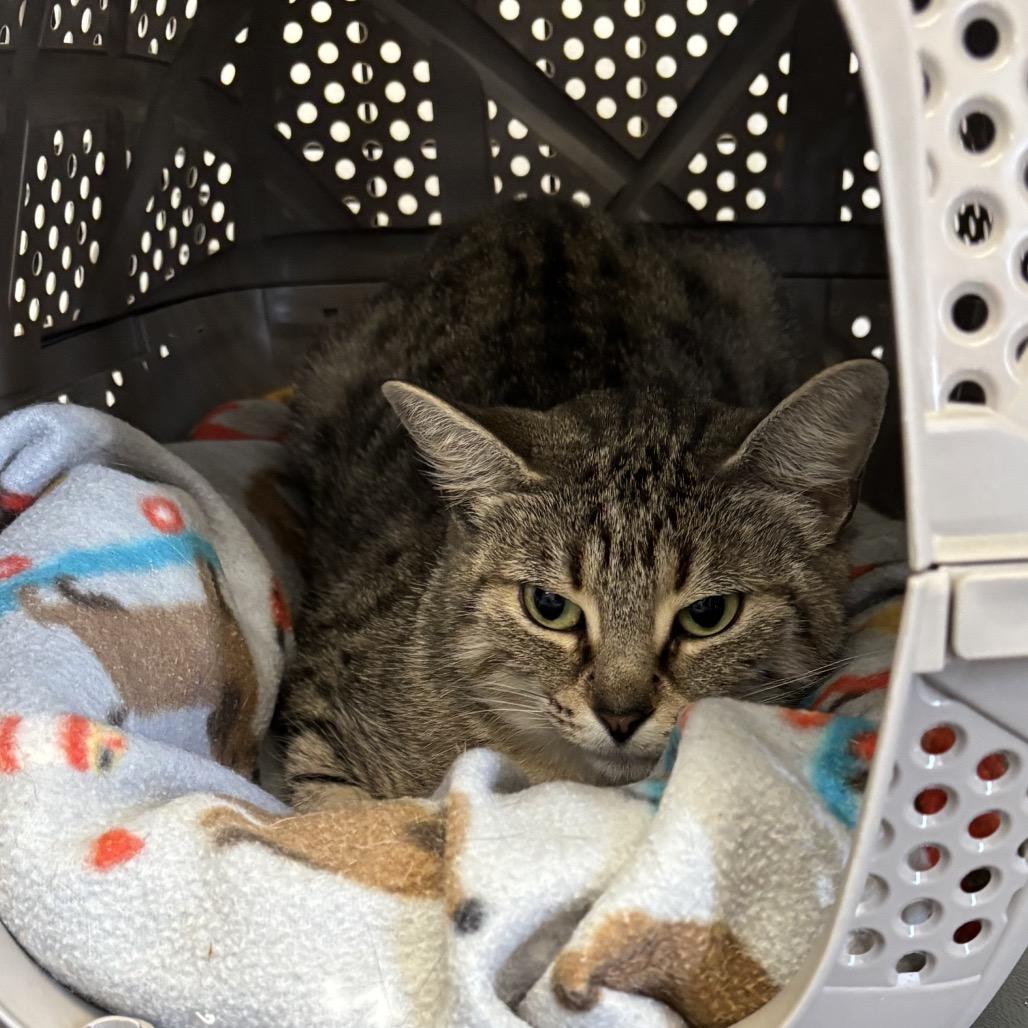 Enlarge Bea, a Adoptable Domestic Short Hair in Houston, TX image 1/1