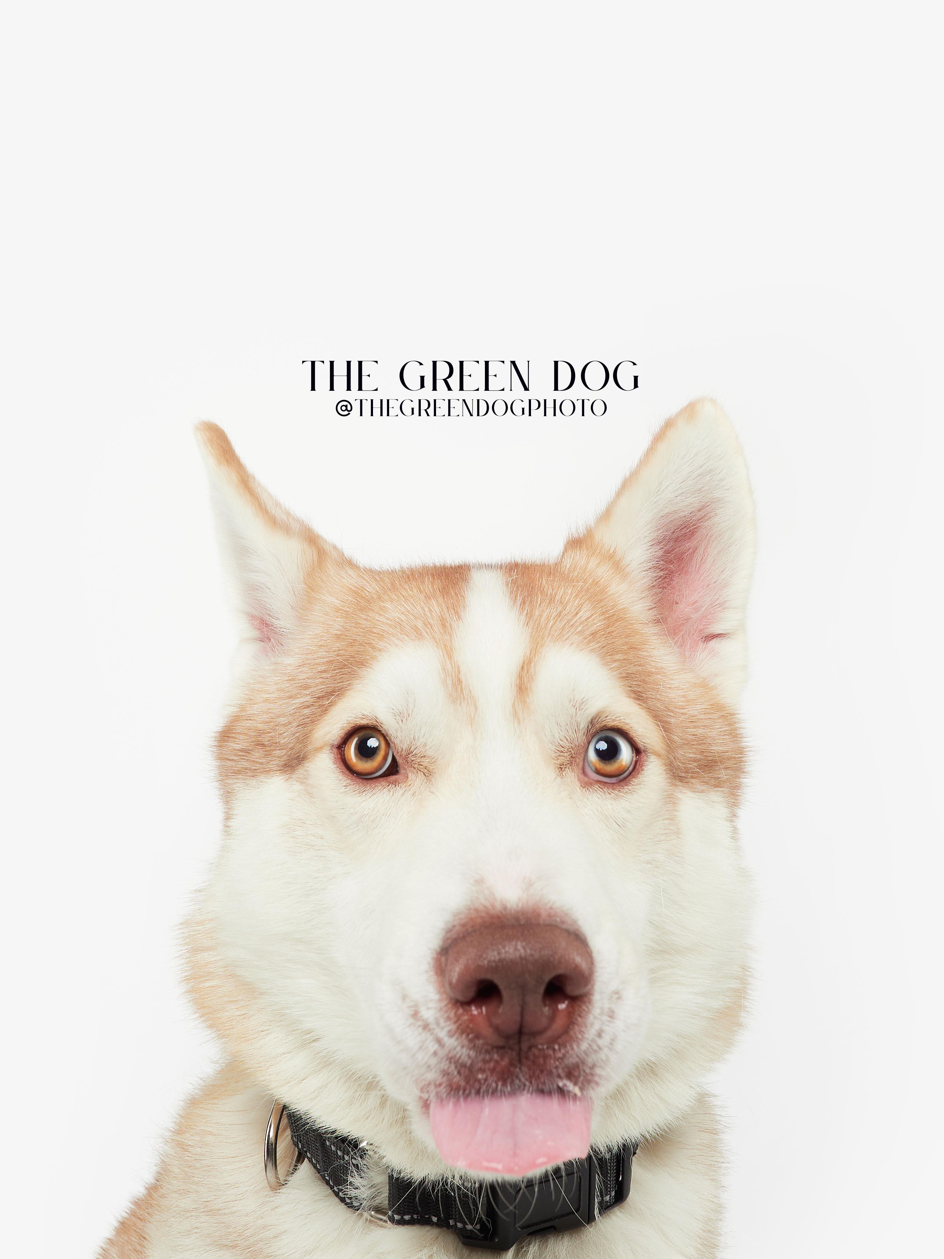 Appa, Adoptable, Adult Male Husky.