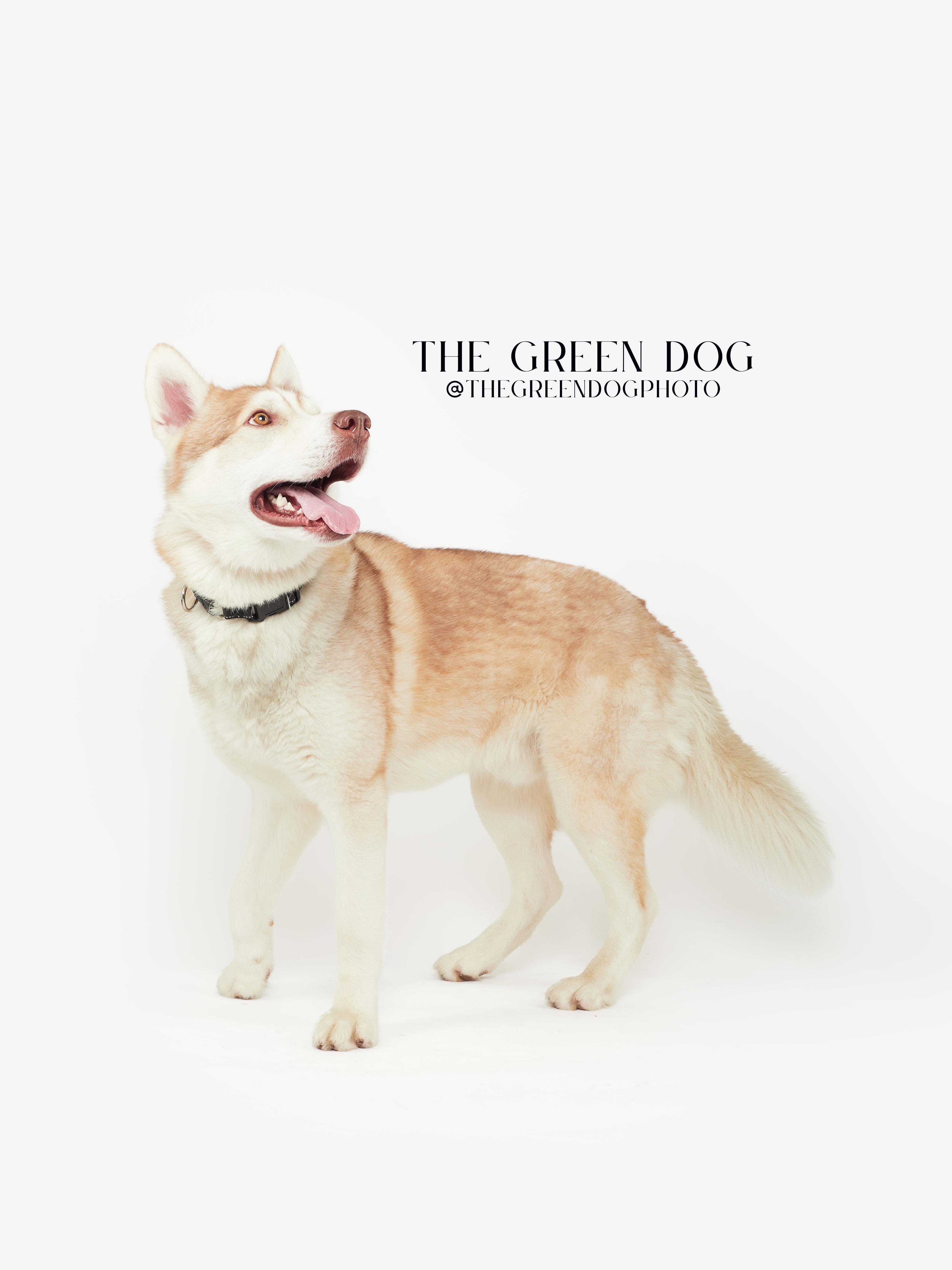 Enlarge Appa, a Adoptable Husky in Teterboro, NJ image 4/5