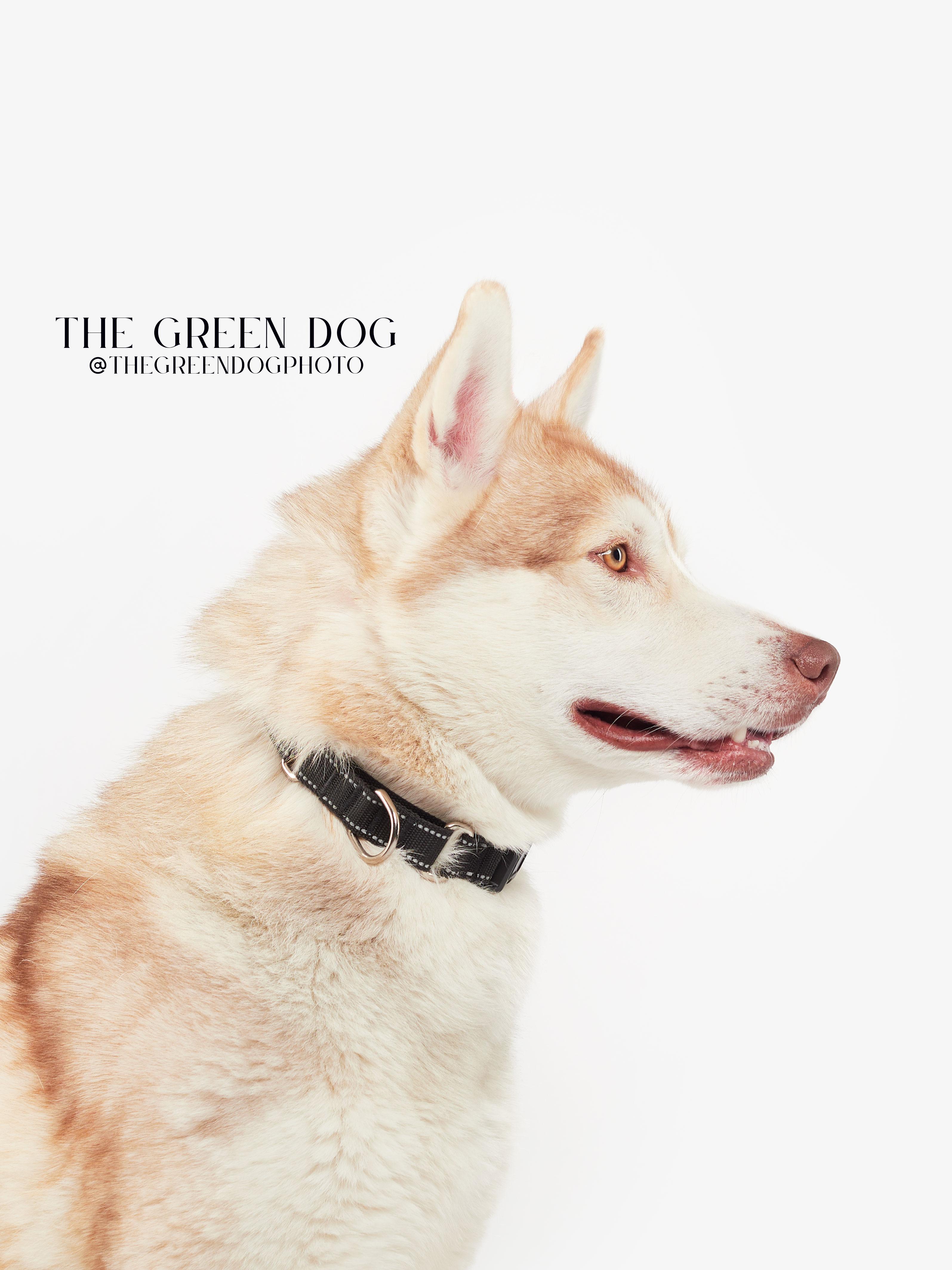 Enlarge Appa, a Adoptable Husky in Teterboro, NJ image 3/5