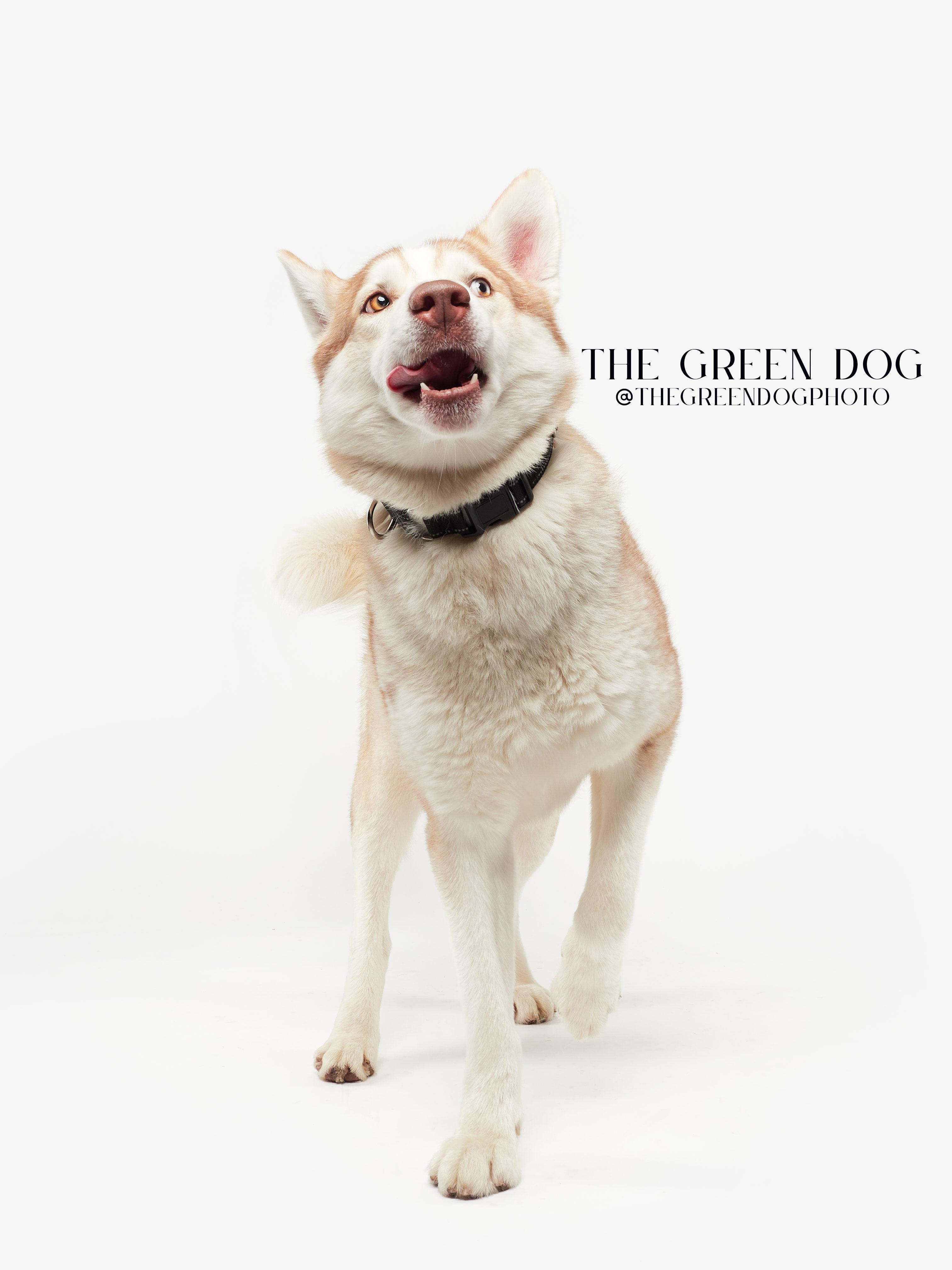 Enlarge Appa, a Adoptable Husky in Teterboro, NJ image 5/5