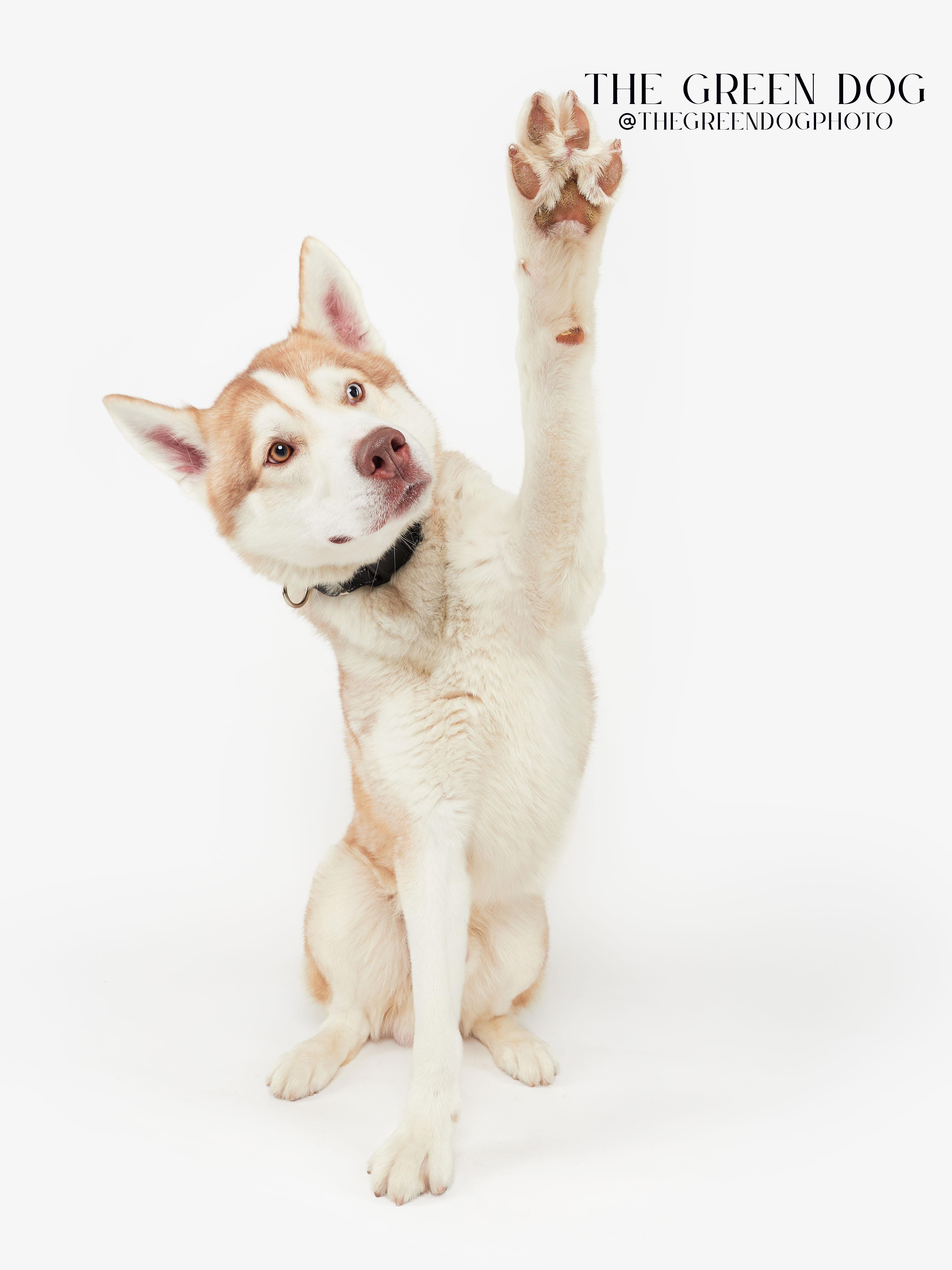 Enlarge Appa, a Adoptable Husky in Teterboro, NJ image 2/5