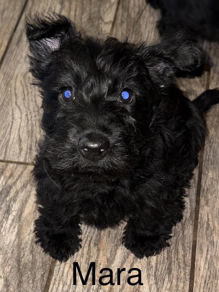 Enlarge Mara, a Adoptable Scottish Terrier in harrison city, PA image 2/2