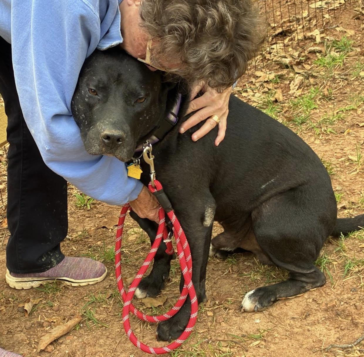 Beau, a Adoptable American Staffordshire Terrier in Roswell, GA image 2/2